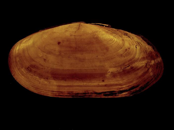 Gari labordei (Basterot, 1825)  Pliocene - Spicchio